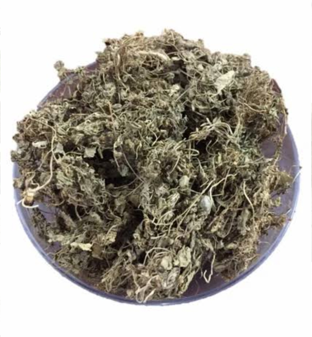 BRAHMI (BACOPA MONNIERI)